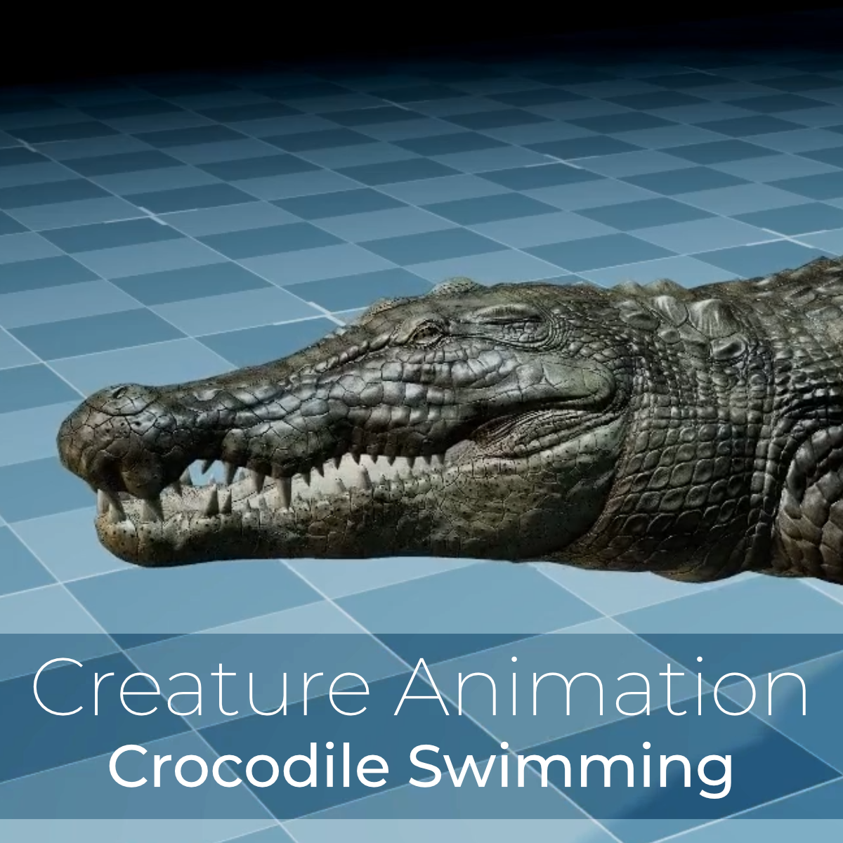 Crocodile – Swimming